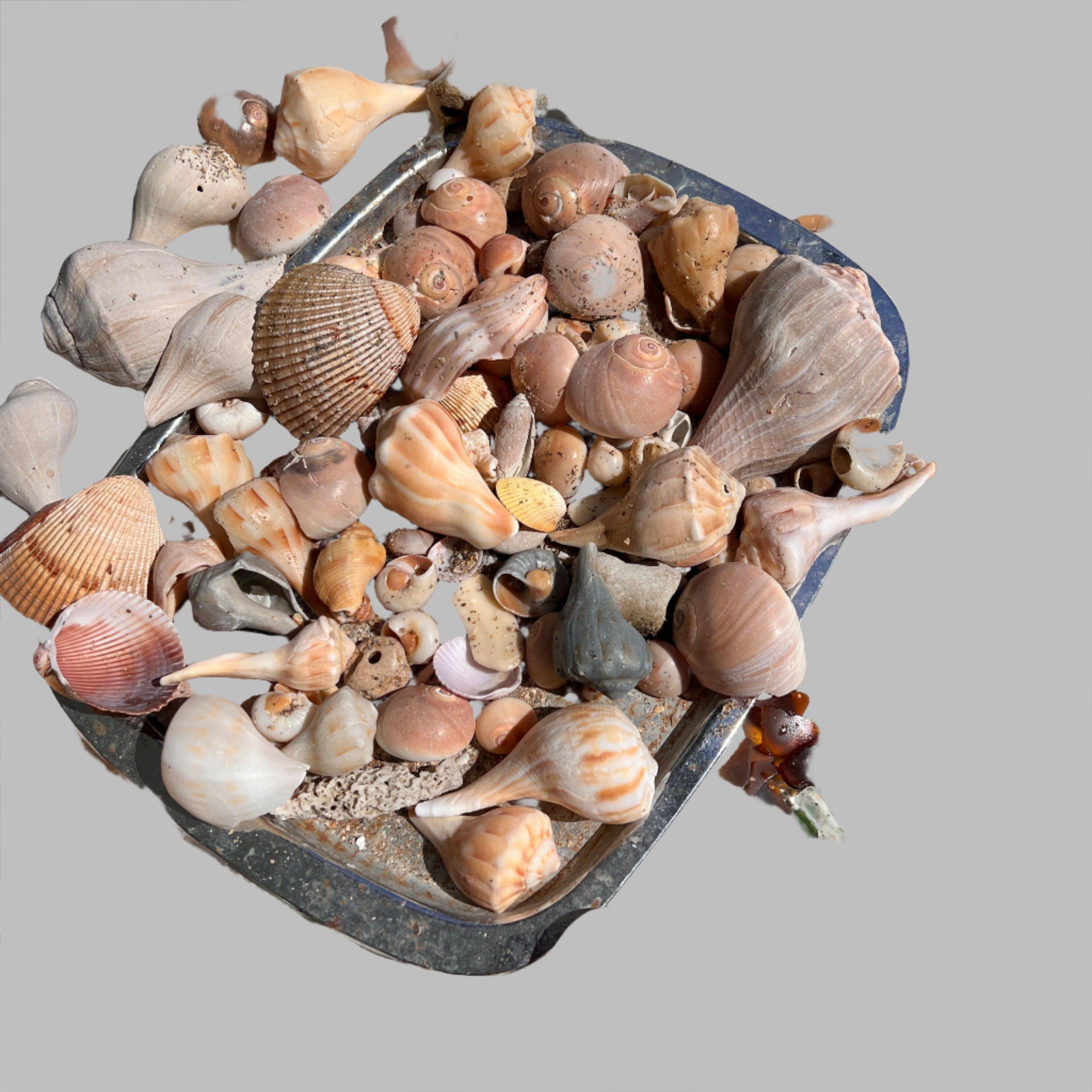 beach shells in florida
