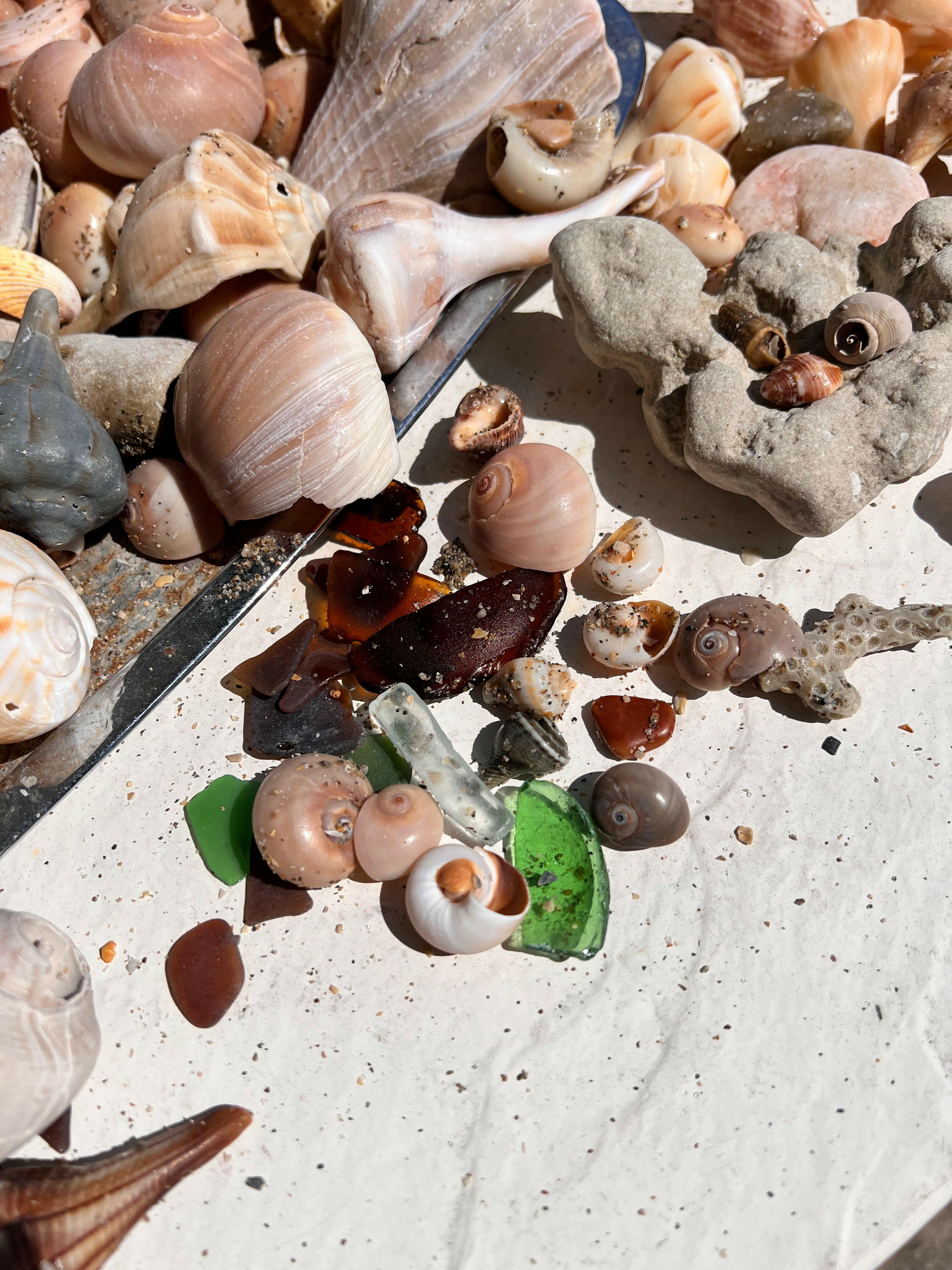 SeaShells Bulk for Sale - Discover the Best Florida Beach Shells Collection