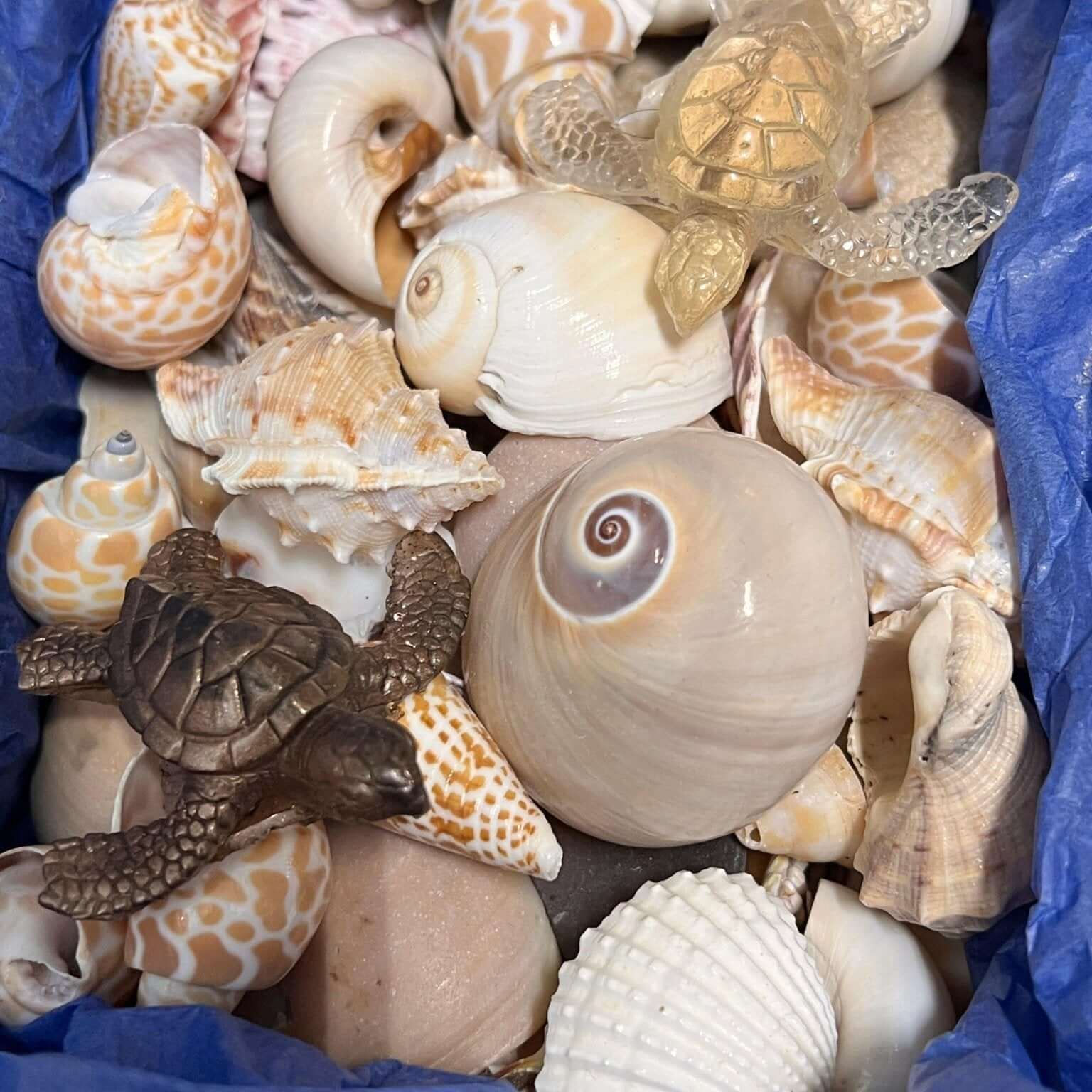 Florida Beach Shells, Sea Glass, - Bec Sue Jewelry Shop